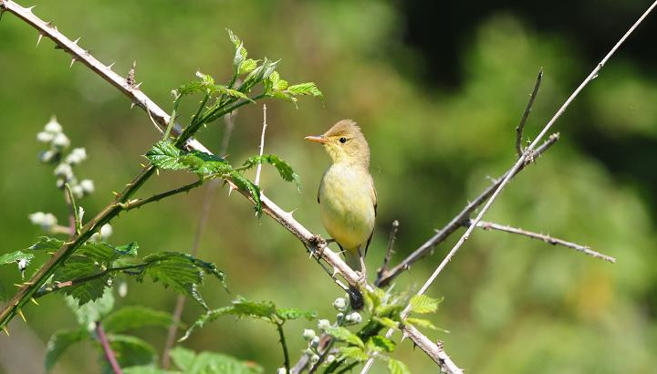 Découverte des oiseaux bocagers